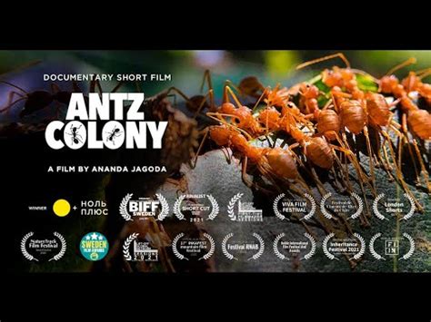 ANTZ COLONY / Award Winning Documentary Short Film - YouTube