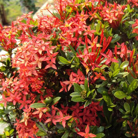 Plant of the Week: Ixora - VerdeGo