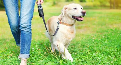 Puppy Leash Training: Introducing a Puppy to Walking on a Leash