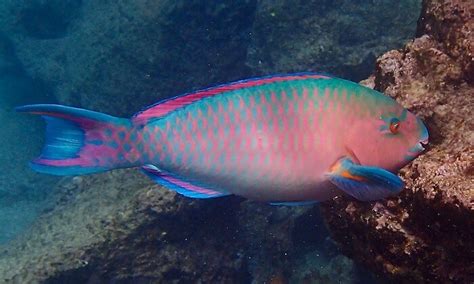 Reef Fish Online Identification Guide | Snorkeling Report