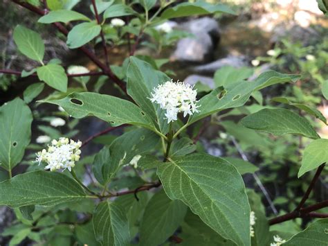 A culinary delight — Independence Pass Foundation