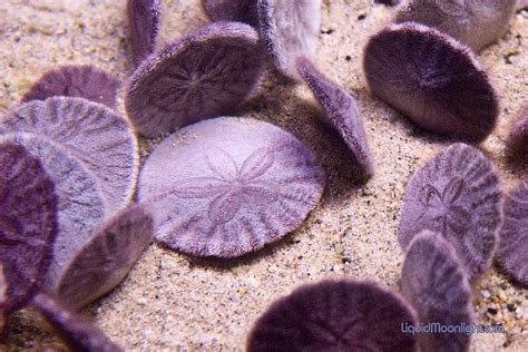 Live Sand Dollars | Sand dollar, Types of starfish, Ocean life