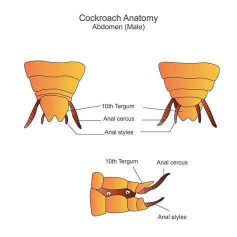 Cockroach anatomy, abdomen parts. Biological illustration. Labelled diagram of cockroach ...