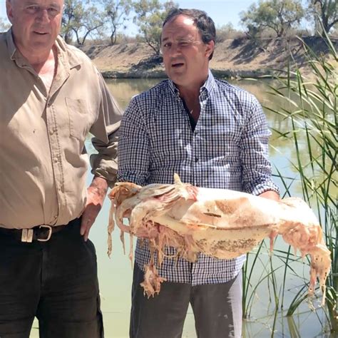 Apocalyptic scenes in Australia with ‘a million dead fish’ along major ...