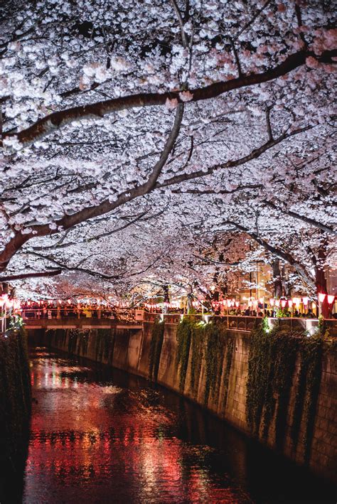 Meguro River at Night [OC] : r/japanpics