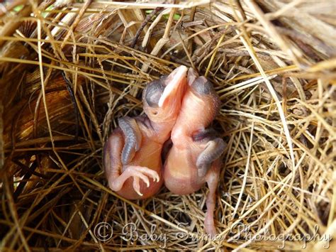 Baby Sumo Photography: Newborn baby birds - KL, Malaysia