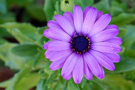 Popping Purple Daisy Photograph by Shannon McMannus - Fine Art America