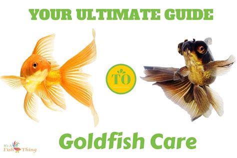 Ultimate guide to goldfish care written around two swimming goldfish on white bg Goldfish Care ...