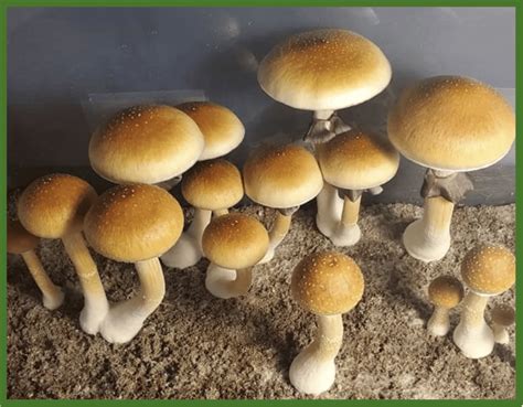 12+ Z Strain Mushrooms