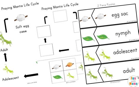 Praying Mantis Life Cycle Printable Pack - Fun with Mama