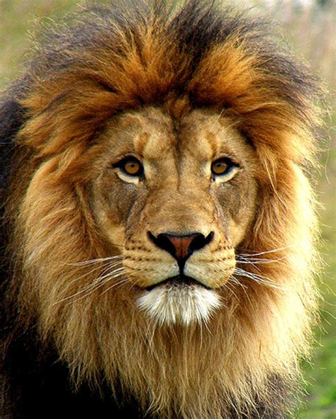 A LION | Lion images, Lion pictures, Lions photos