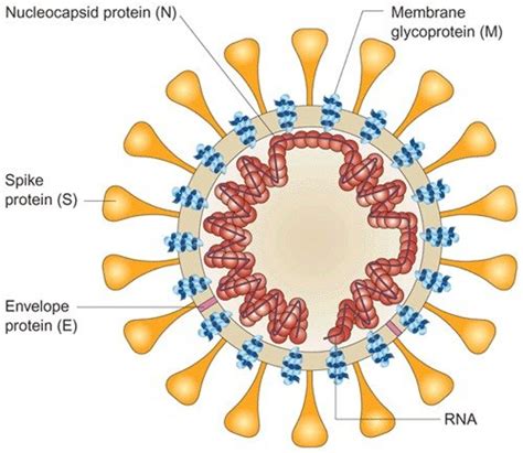 SARS-CoV-2 coronavirus proteins