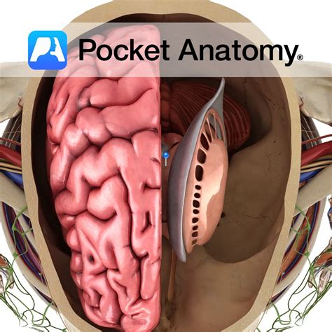 Hippocampus - Pocket Anatomy