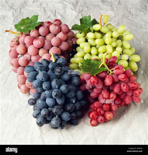 Agriculture - Four table grape varieties: Autumn Royal black grapes ...