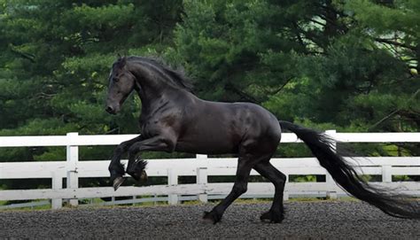 Friesian Horse Breed Info & Facts