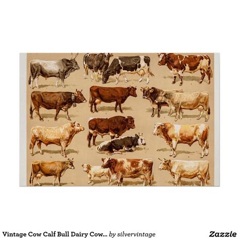 Vintage Cow Calf Bull Dairy Cows Farm Illustration Poster | Zazzle.com in 2021 | Cow art, Farm ...