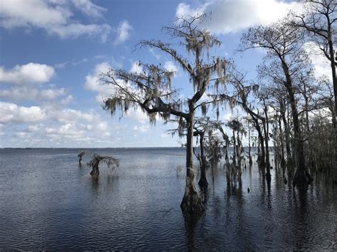 Lake Waccamaw: A Dive into a Carolina Bay – North Inlet-Winyah Bay