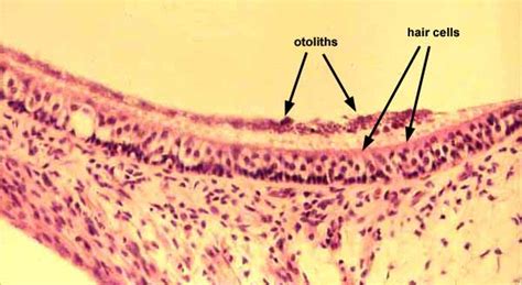 Histology at SIU