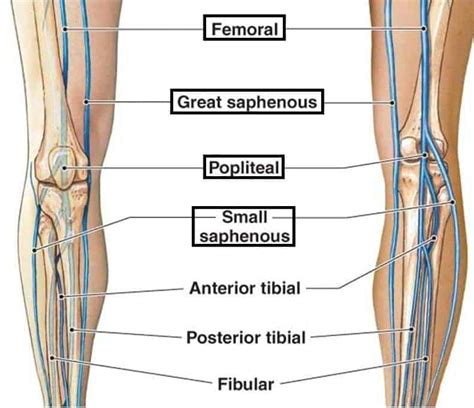 VENOUS DRAINAGE OF LOWER LIMB - www.medicoapps.org