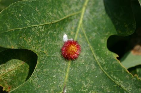 Oak galls won't cause any damage to trees (video): Ask OSU Extension - cleveland.com