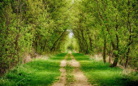 Photos Trail Avenue Nature Roads Forests Grass