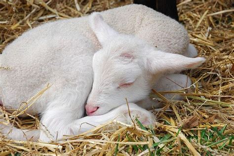 Sleeping Lamb by jimhpa, via Flickr | Cute goats, Pretty animals, Baby goats