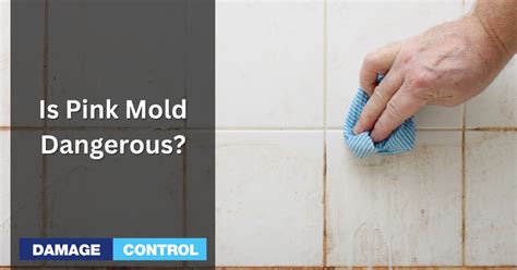 Is Pink Mold Dangerous? A Guide to Prevention and Treatment