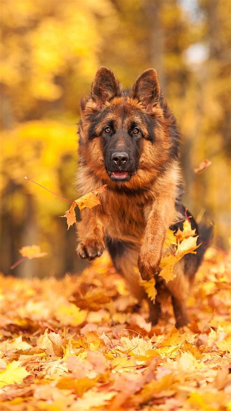 German Shepherd Dog, Cute Dog, German Dog HD phone wallpaper | Pxfuel