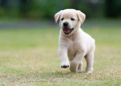 Miniature Labradors - Everything You Could Want to Know!