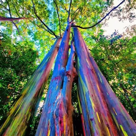 All about Rainbow eucalyptus wood that you need to know