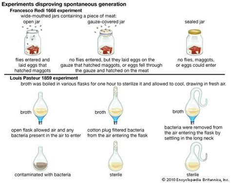 spontaneous generation | Examples & Experiments | Britannica.com