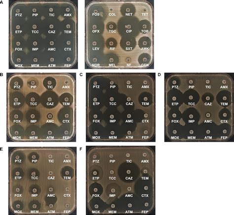 Frontiers | Genetics of Acquired Antibiotic Resistance Genes in Proteus ...