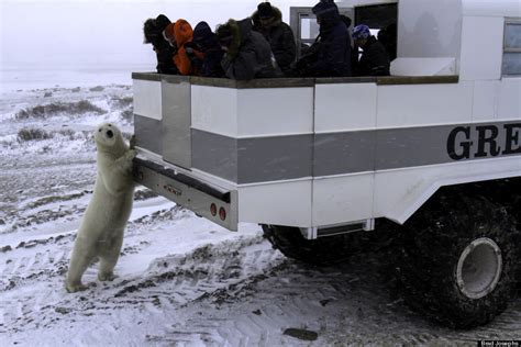 Tundra Lodge Puts You Face To Face With Polar Bears In Northern Manitoba