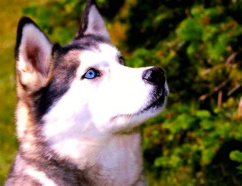 pies haski | Husky dogs, Siberian husky dog, Siberian husky
