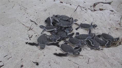 Heron Island Turtle Hatchlings 7th March 2017 - YouTube