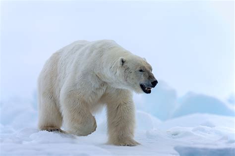 Polar Bear On Snow Fine Art Photo Print | Photos by Joseph C. Filer