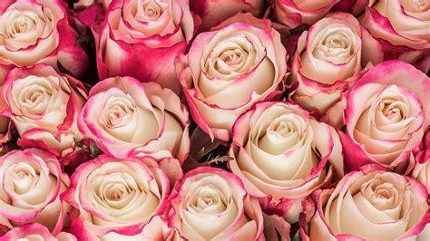 Download Pink Flower Close-up Flower Nature Rose 4k Ultra HD Wallpaper