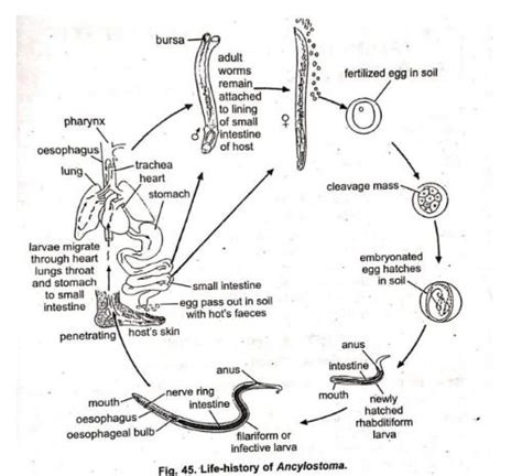 Ancylostoma Duodenale Life Cycle