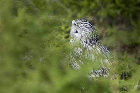 Ural Owl Bird Of Prey Woodland - Free photo on Pixabay - Pixabay