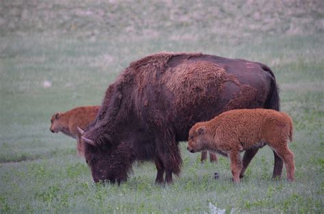 Bison - Wind Cave National Park (U.S. National Park Service)