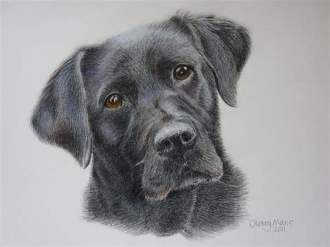 a drawing of a black dog's face is shown in color pencil on paper