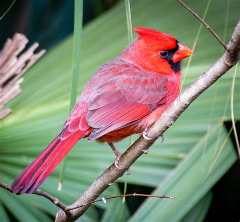 Seeing a Cardinal Always brings a smile - Ron Mayhew