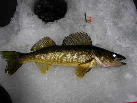 Tips & Tricks for Ice Fishing for Walleye | TheGearHunt