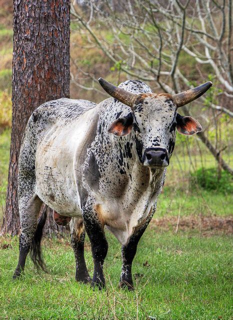 Speckled Brahma Bull | Brahma bull, Bucking bulls, Bull cow