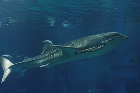 Whale shark | Kimon Berlin | Flickr