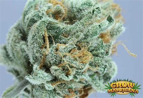 White Lightning Strain Seeds - Strain Review | Grow-Marijuana.com