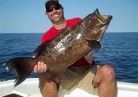 Scamp Grouper - Coastal Angler & The Angler Magazine