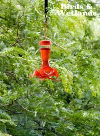 Cleaning Hummingbird Feeders With Vinegar - Birds & Wetlands