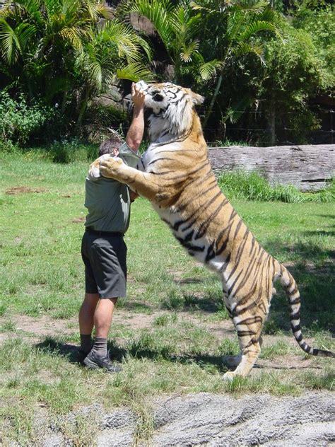 Big Cat Size Comparison To Human