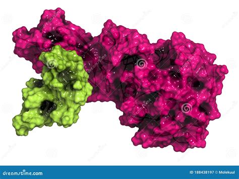 Human Pancreatic Lipase (HPL) Enzyme, In Complex With Colipase. Performs First Steps In The ...